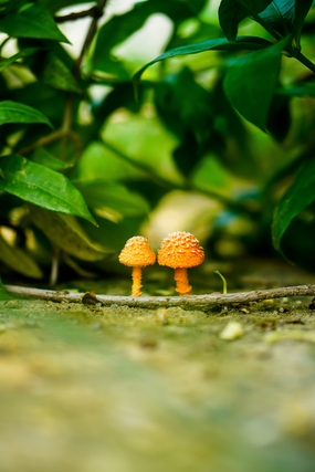 绿叶丛中破土而出的蛤蟆菌蘑菇图片